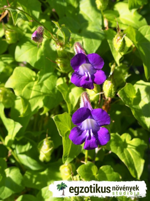 Tátika inda, Kúszó oroszlánszáj, Kúszó Gloxinia, Maurandya scandens, virág
